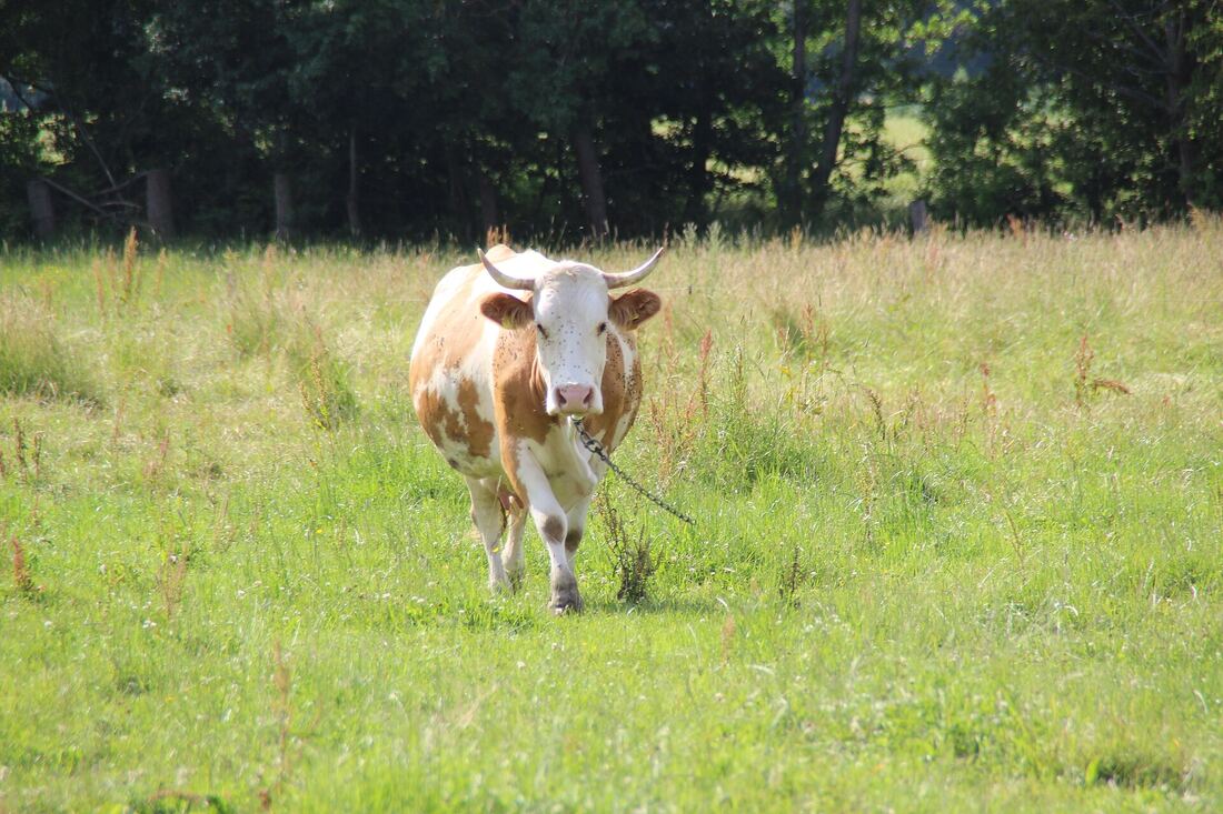 Kuh grast auf einer Wiese